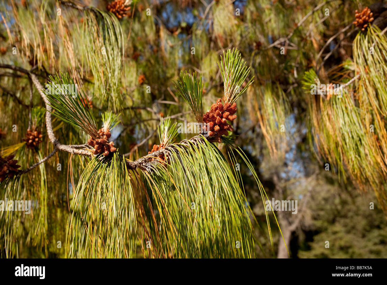Mexican weeping pine Stock Photo