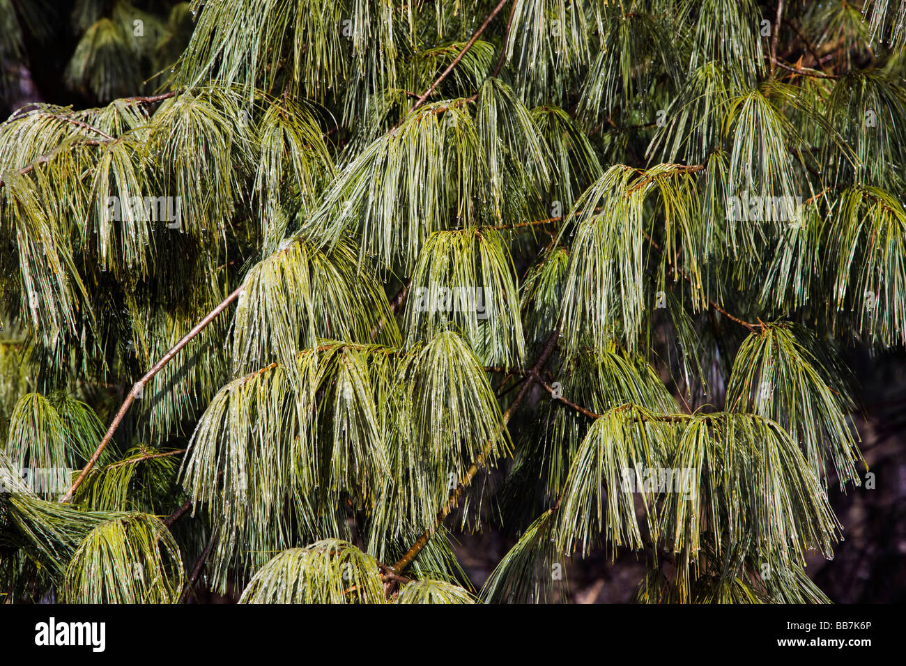 Close up of the needles of an Eastern White Pine tree coated with ice and frost Stock Photo