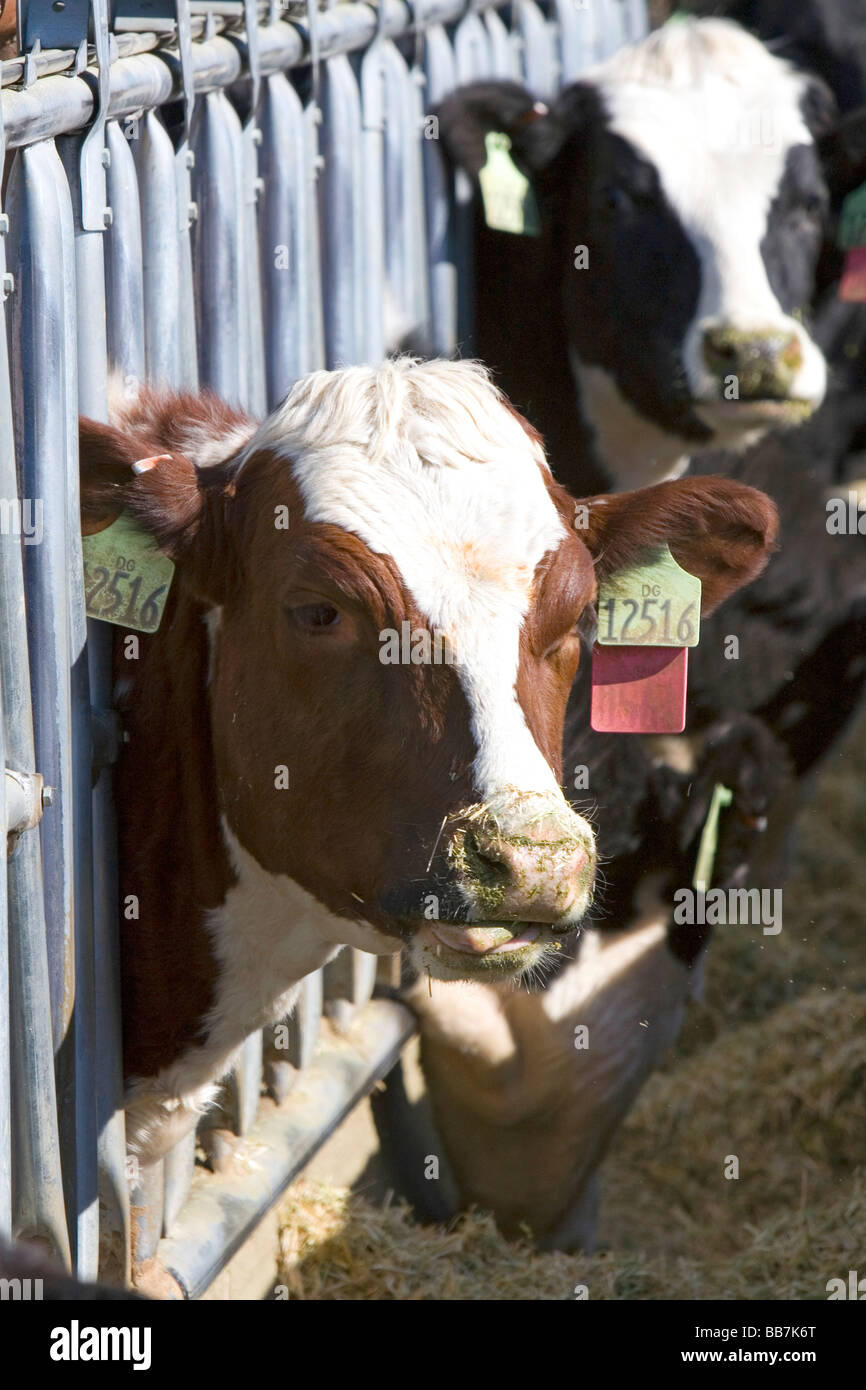 Cattle on a feedlot in Grand View Idaho USA Stock Photo