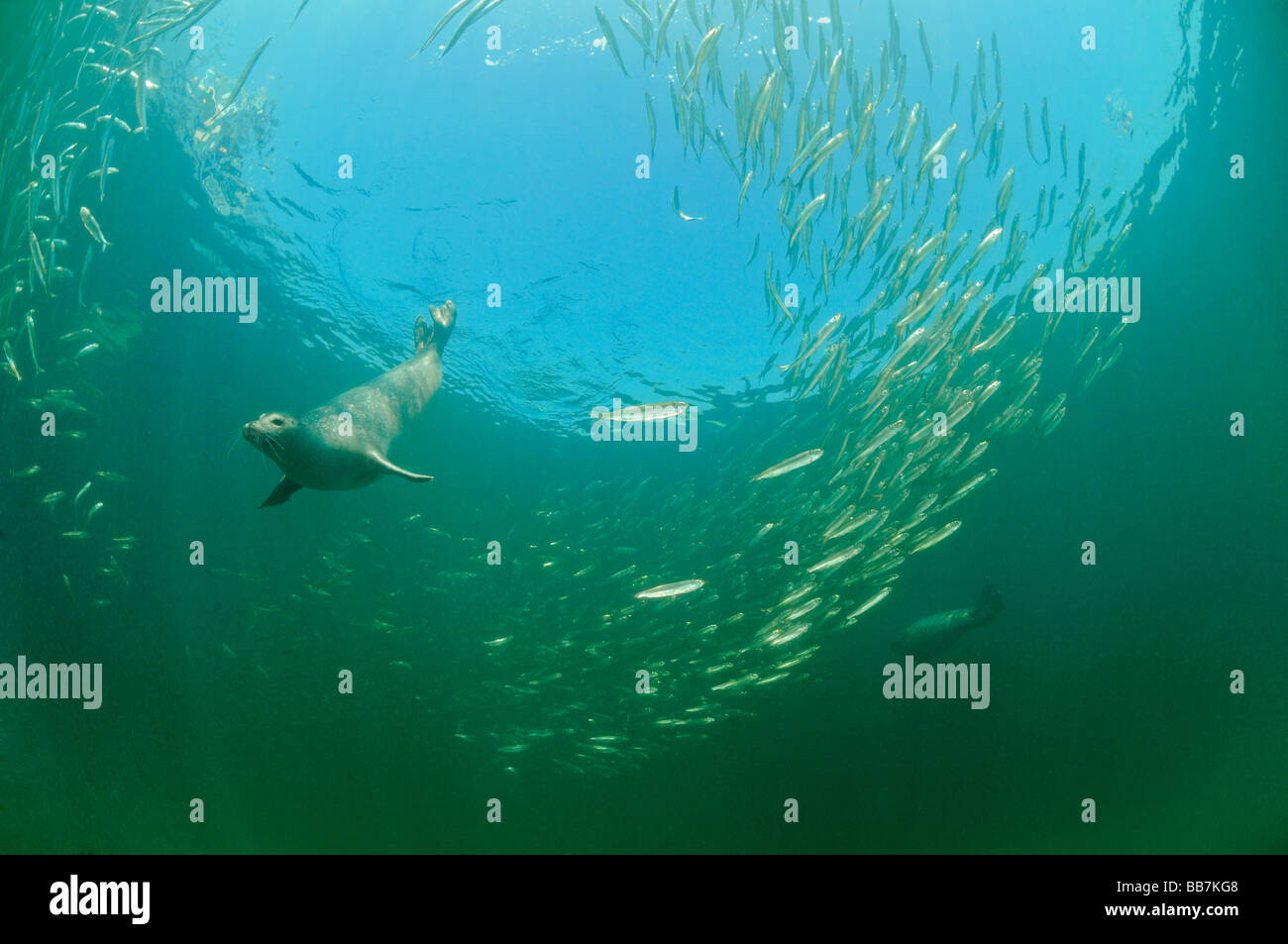 European Common seal hunting herring fish, Phoca vitulina vitulina