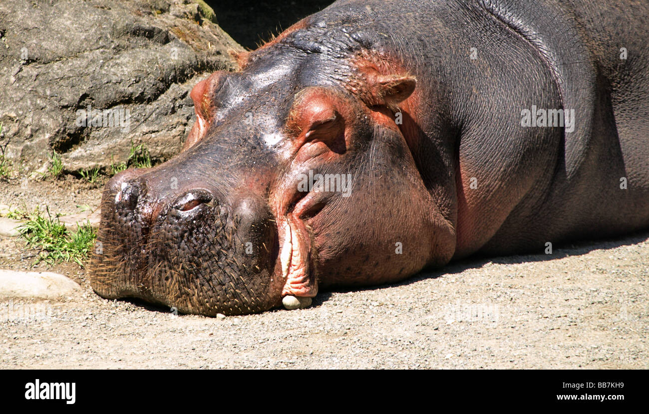 Portrait of a sleeping hippopotamous Stock Photo