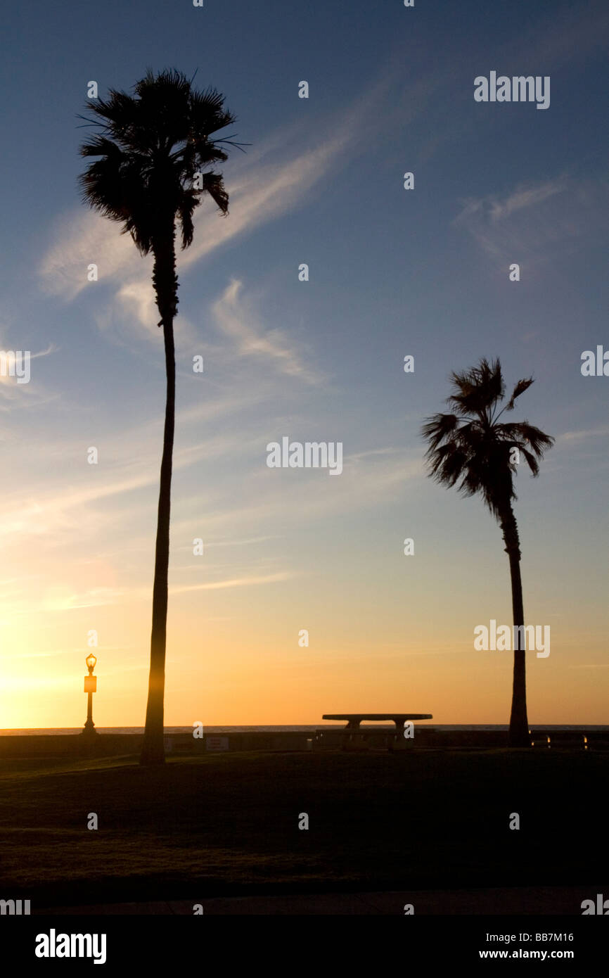 Palm trees at sunset on Mission Beach in San Diego Southern California USA Stock Photo