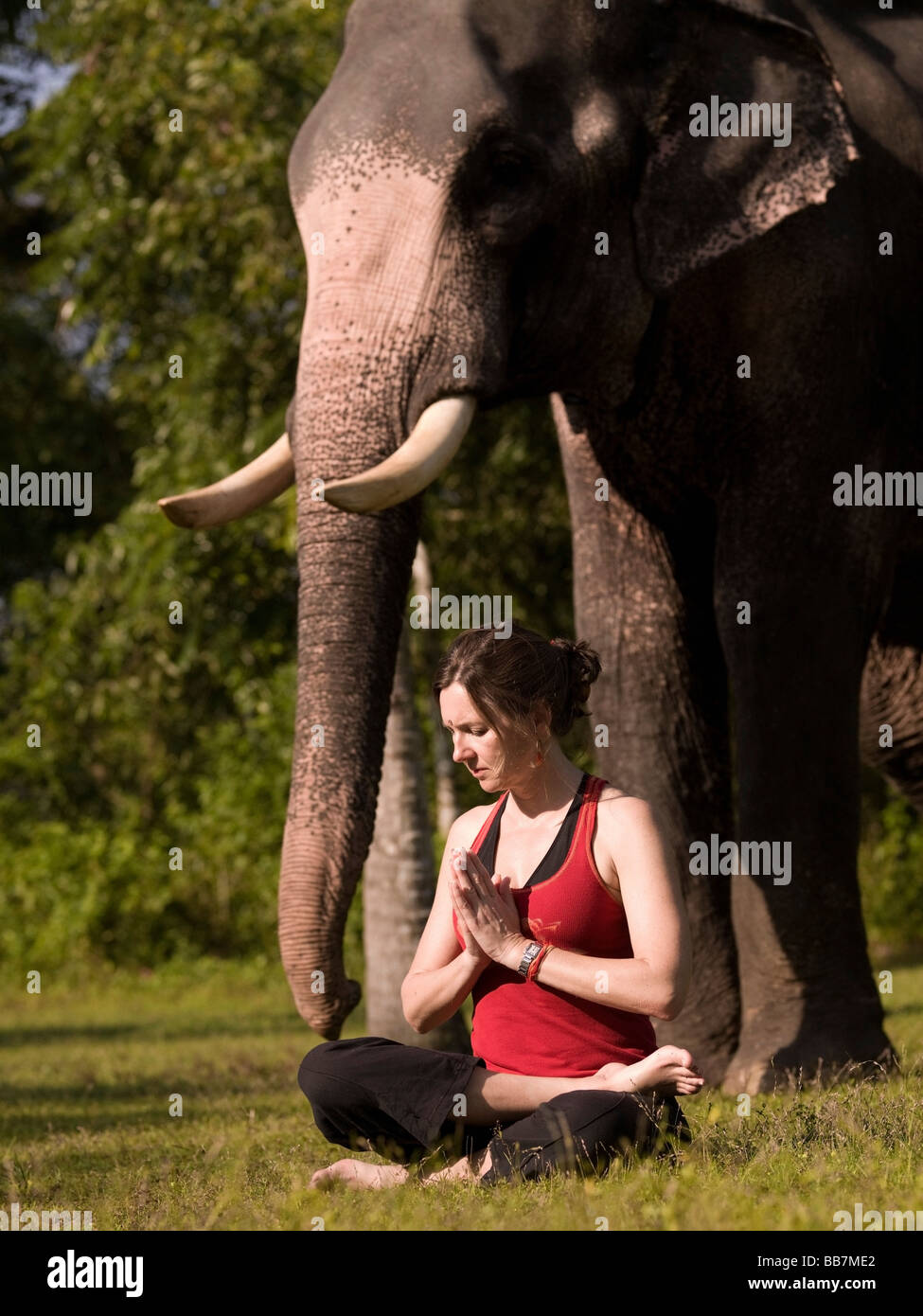 Young woman practicing yoga, elephant in background; Kerala, India Stock Photo