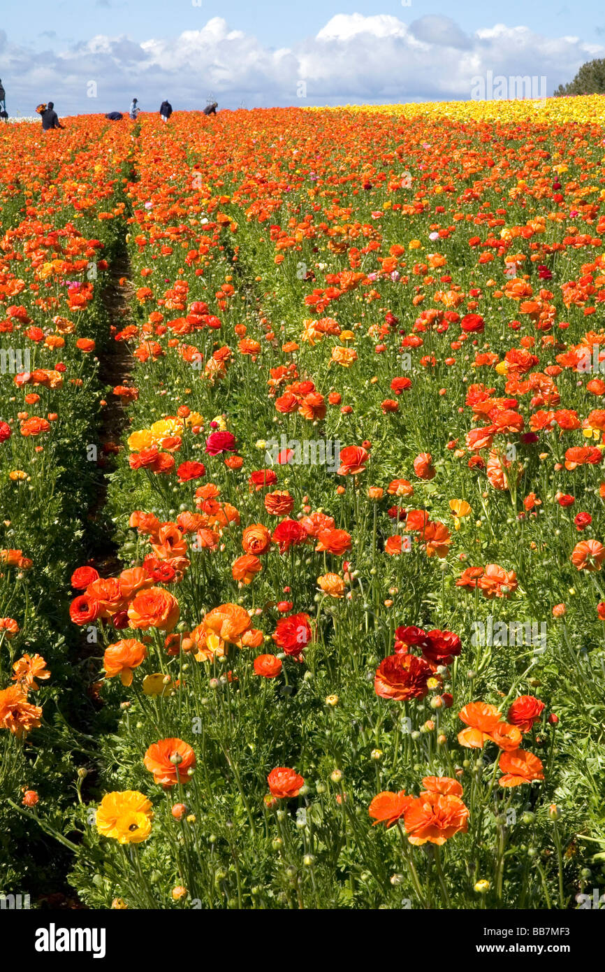 Colorful ranunculus flowers grow at The Flower Fields of Carlsbad