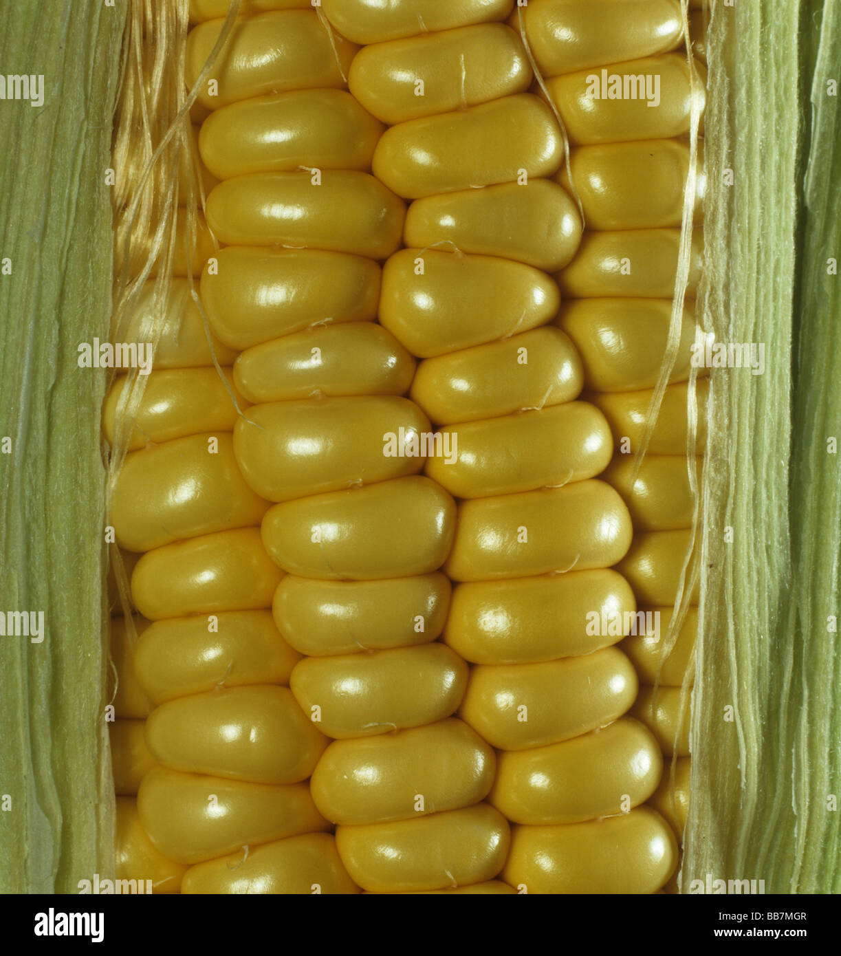 Exposed corn on the cob sweetcorn Stock Photo