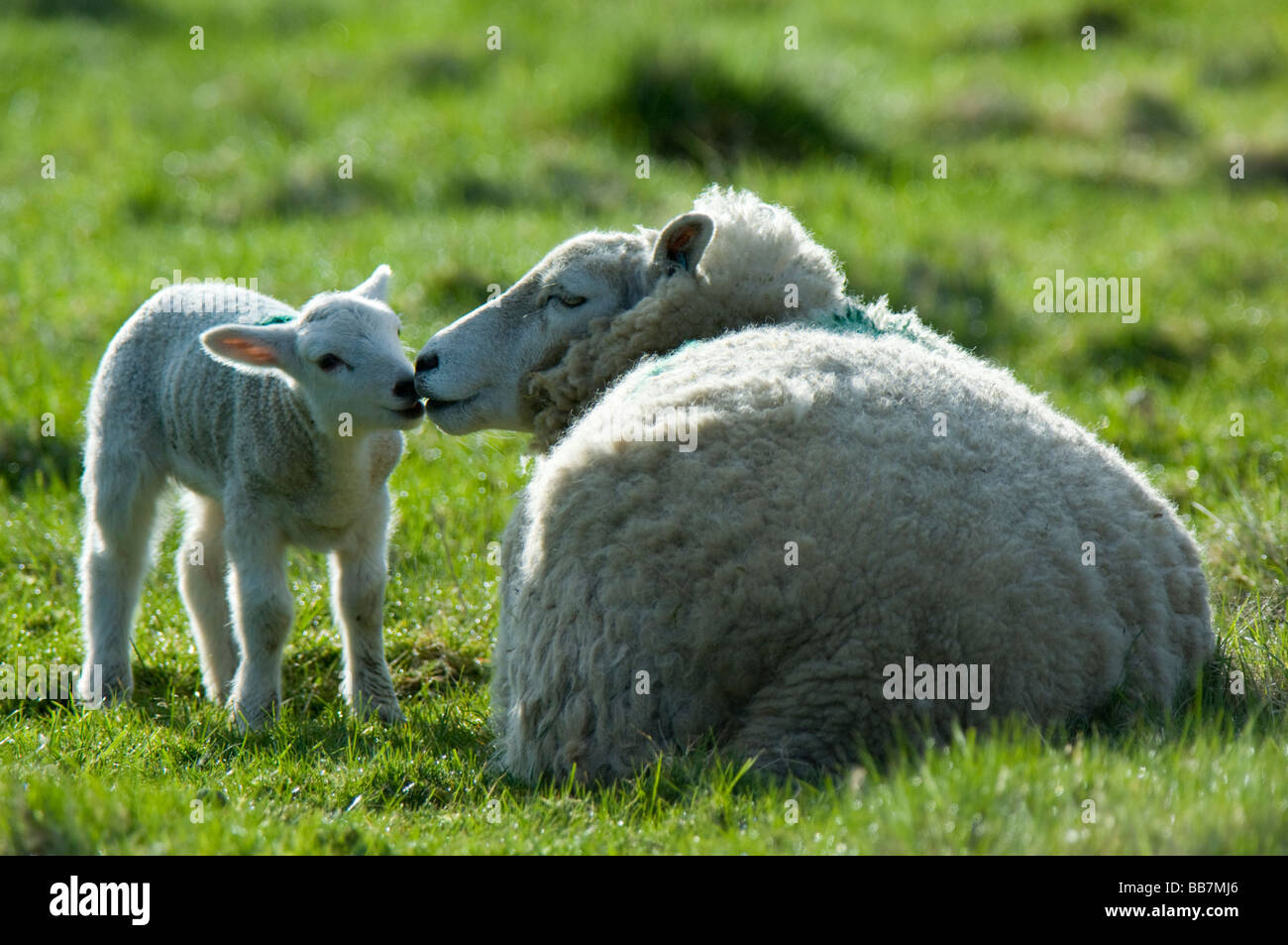 Mother sheep with young lamb in a grass field, Scotland. Stock Photo