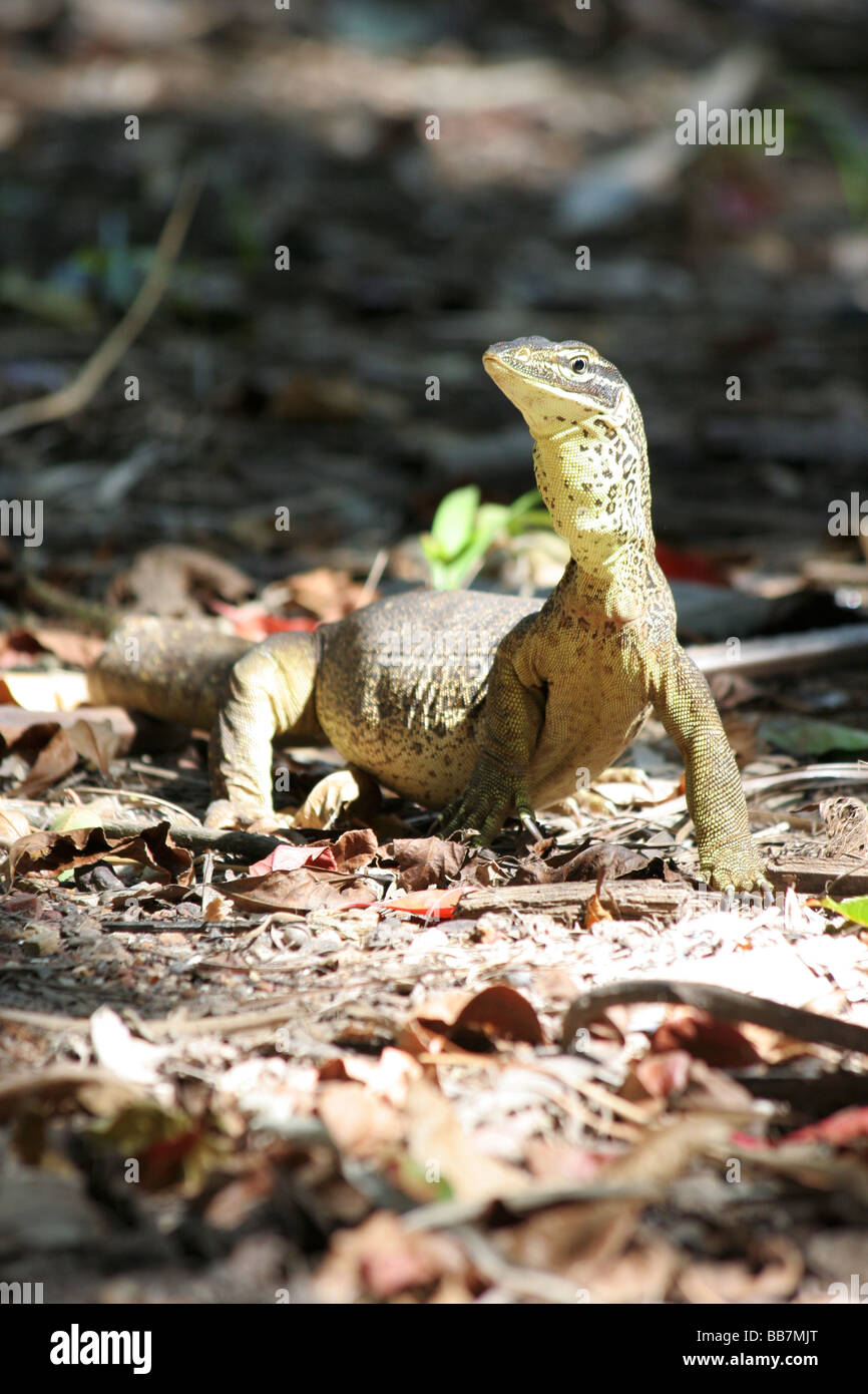 Monitor Lizard, Australia Stock Photo - Alamy