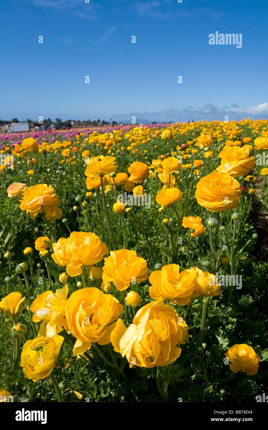 Colorful ranunculus flowers grow at The Flower Fields of Carlsbad Southern California USA Stock Photo