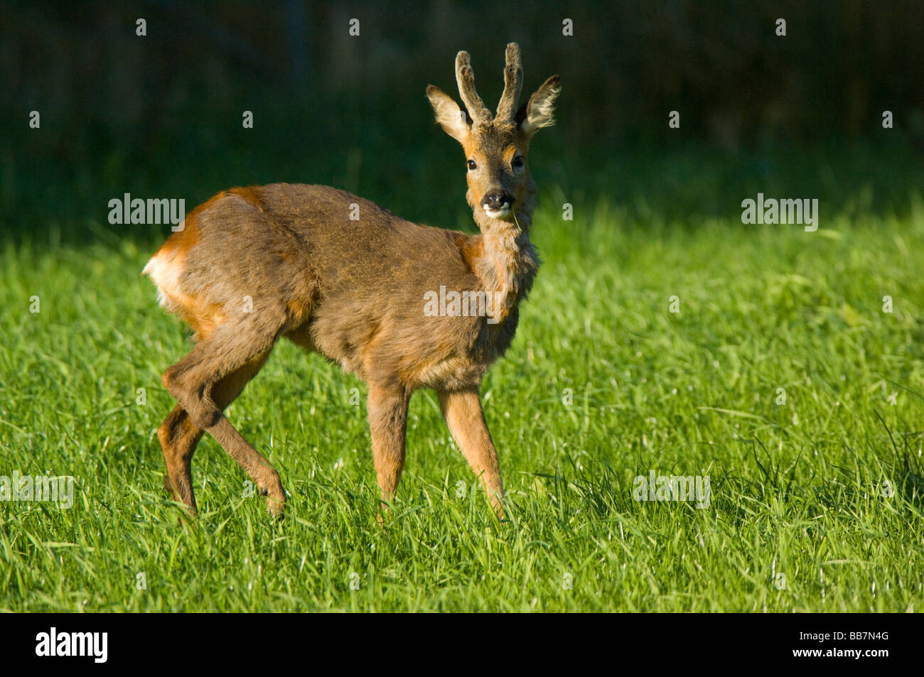 Roe Deer, Capreolus capreolus, male or buck with antlers fully grown but still in velvet, and moulting into his summer coat. Stock Photo