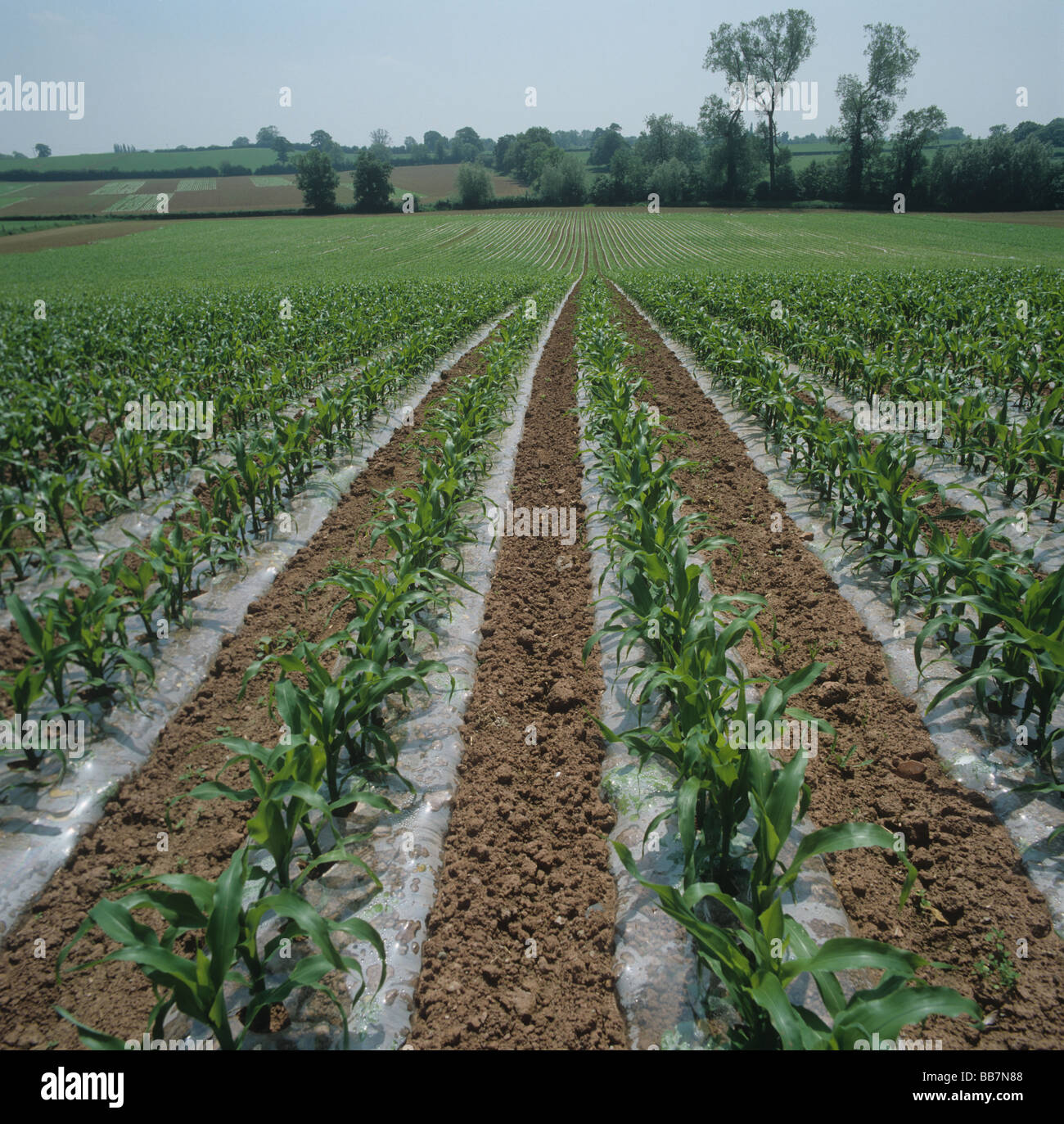 Young maize crop grown with polythene strips to promote growth weed control Stock Photo