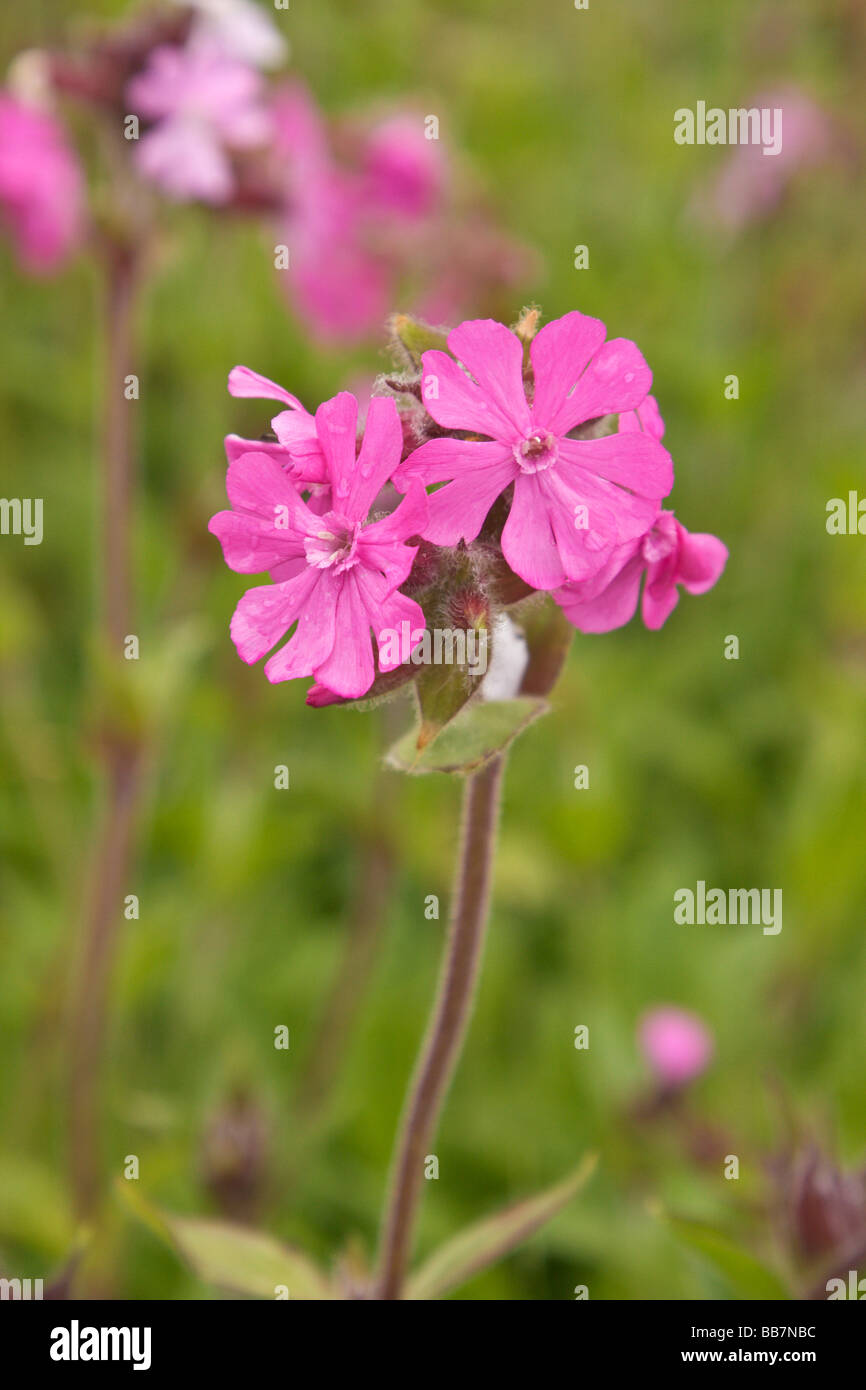Red or Pink Campion Silene dioica Stock Photo