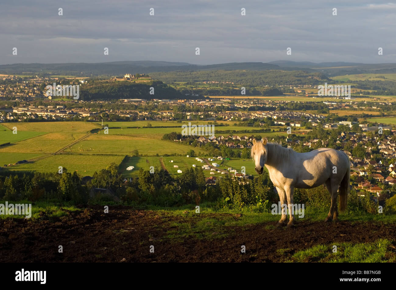 A white horse standing in a field in the Ochil hills above Bridge of Allan, looking to Stirling, and its castle, Scotland. Stock Photo