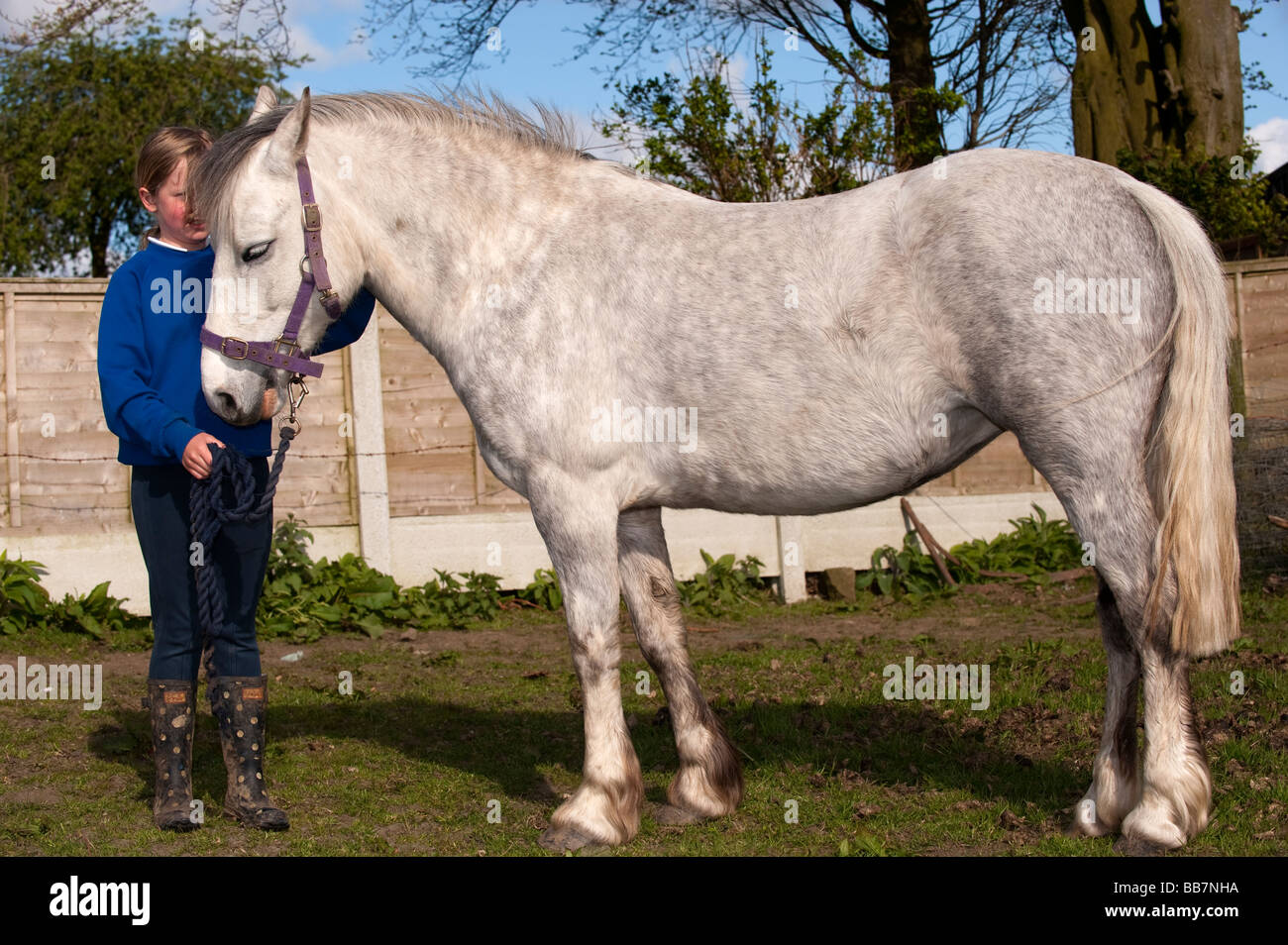 Blonde girl holding a white pony in paddock Cumbria Stock Photo