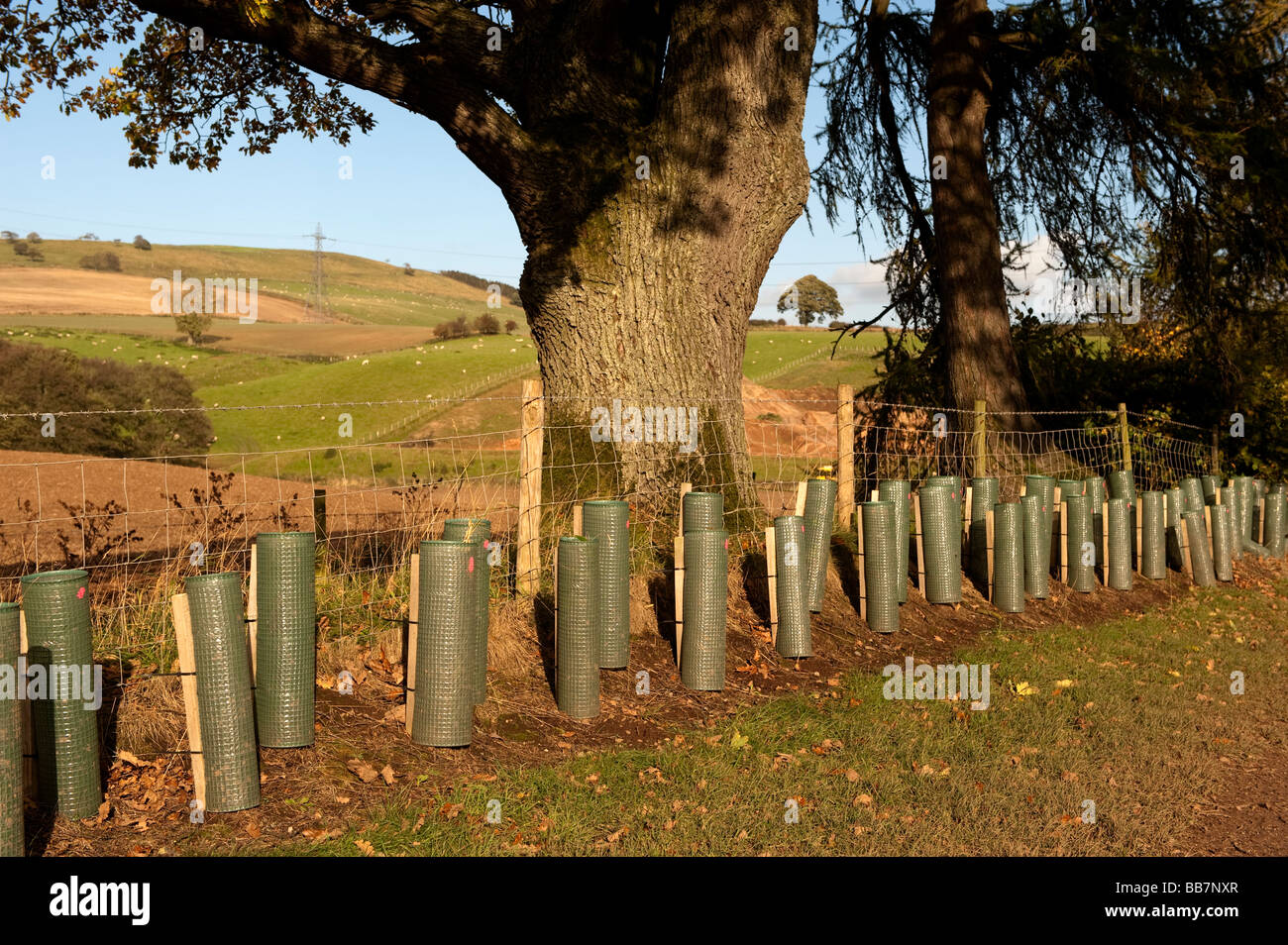 Newly planted hedge with young trees protected with plastic guards Cumbria  Stock Photo
