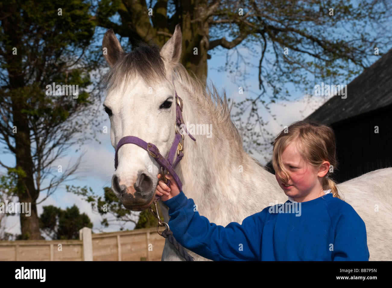 Blonde girl holding a white pony in paddock Cumbria Stock Photo