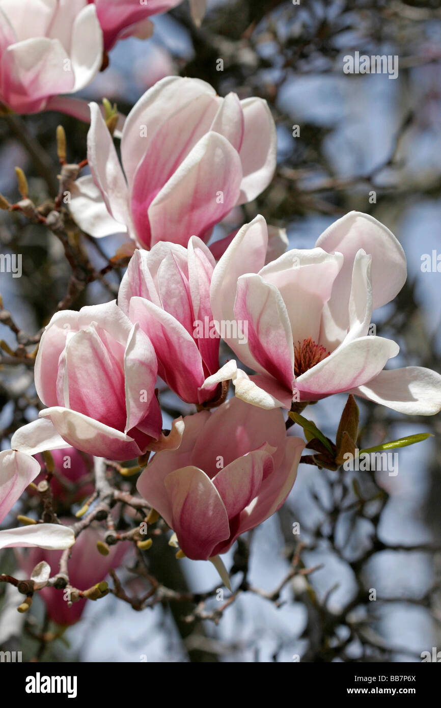 Magnolia Liliiflora blooms during spring in Boise Idaho Stock Photo