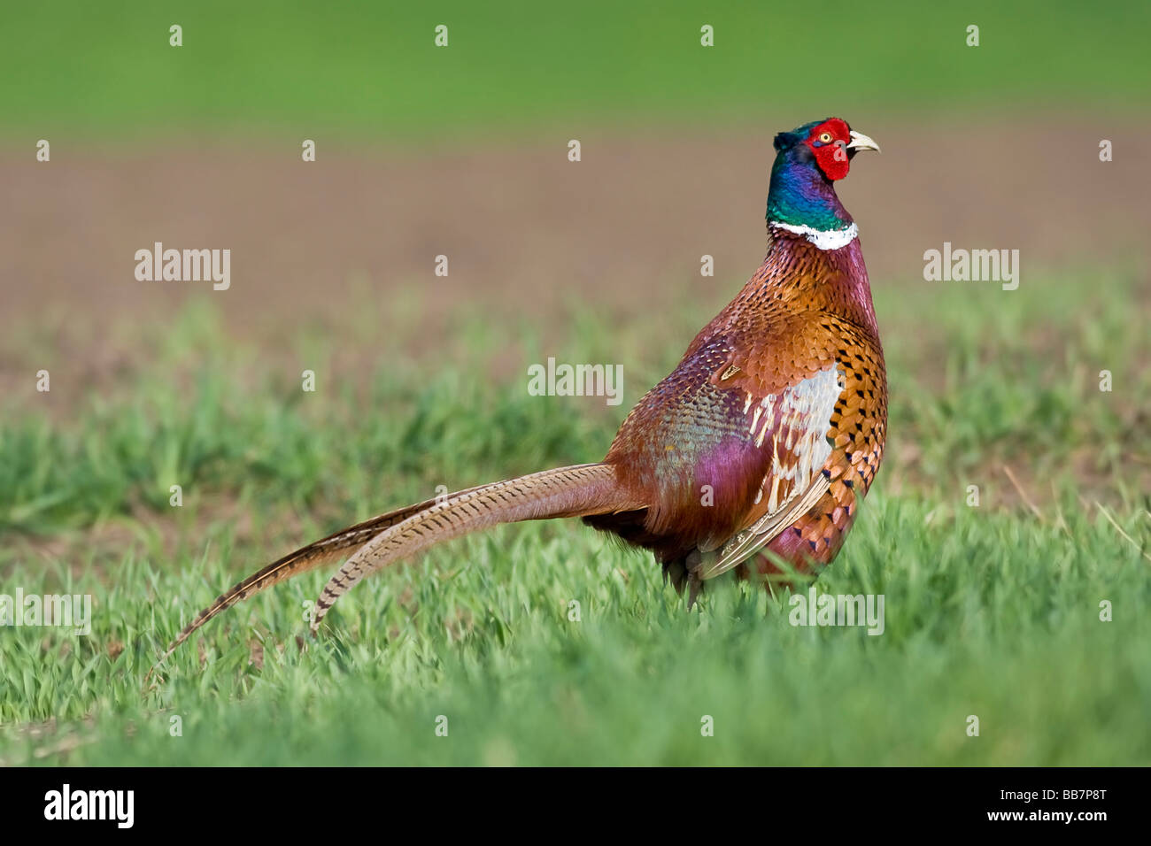 Portrait of a male pheasant phasanius colchius Stock Photo