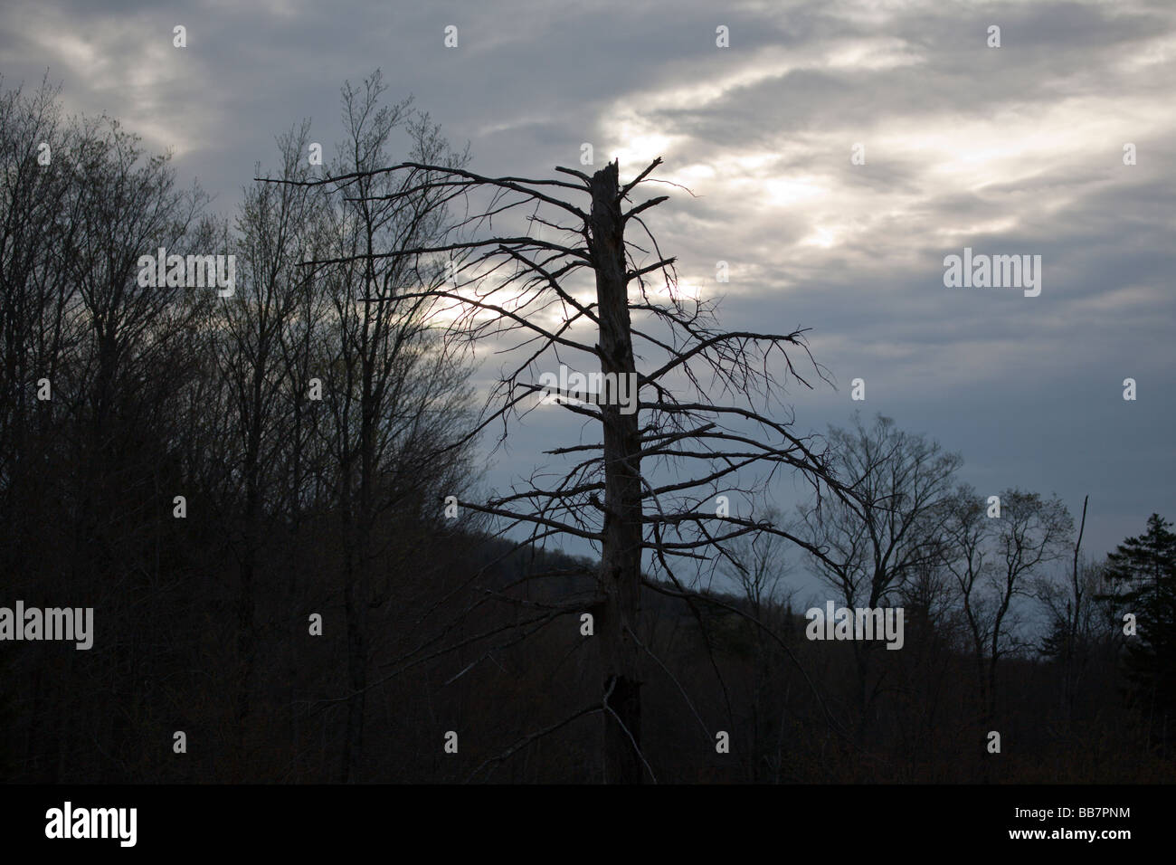 The silhouette of trees in the White Mountains New Hampshire USA during the spring months Stock Photo