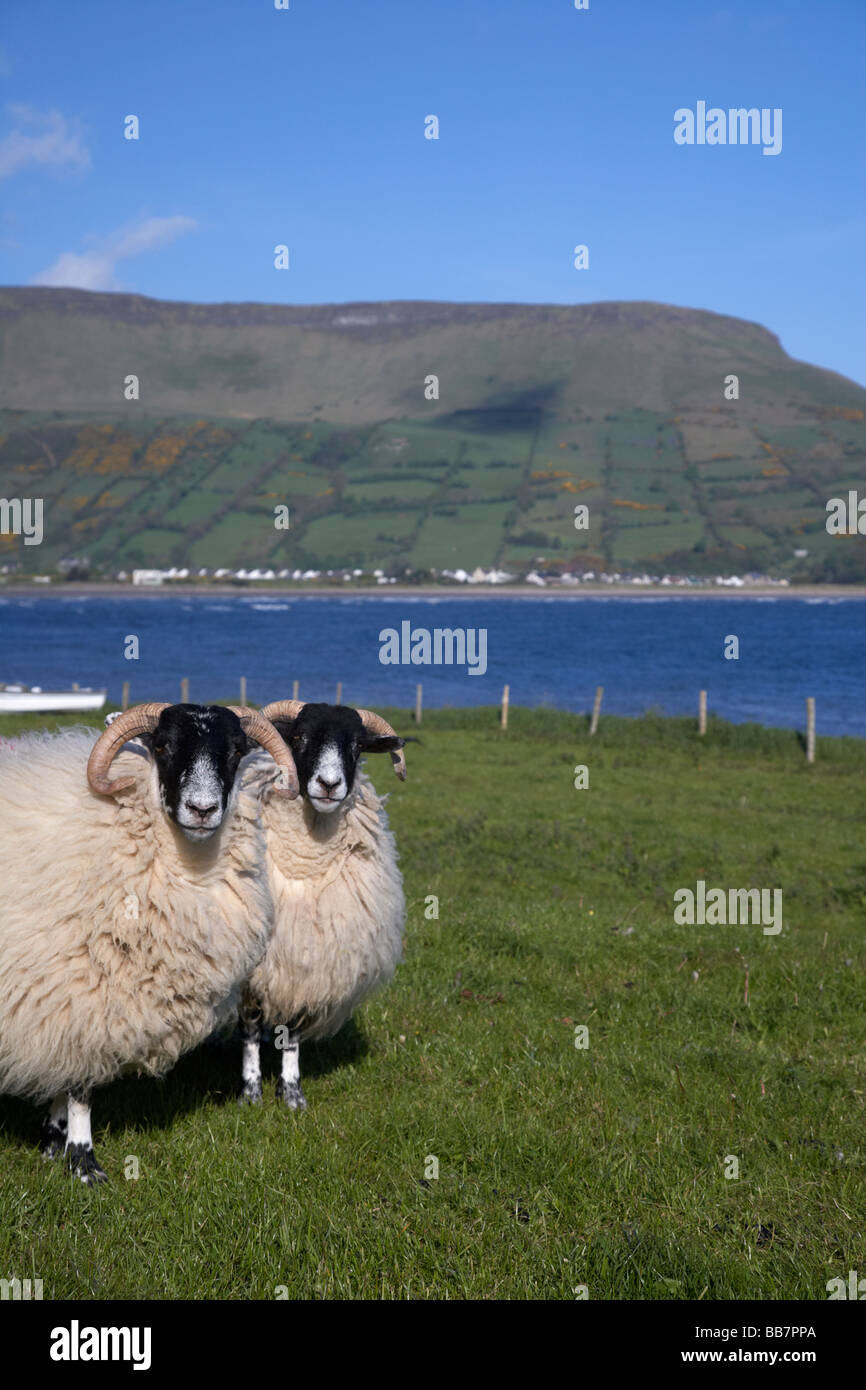 two blackfaced sheep in farmland on the coast beneath lurigethan mountain glenariff county antrim northern ireland uk Stock Photo