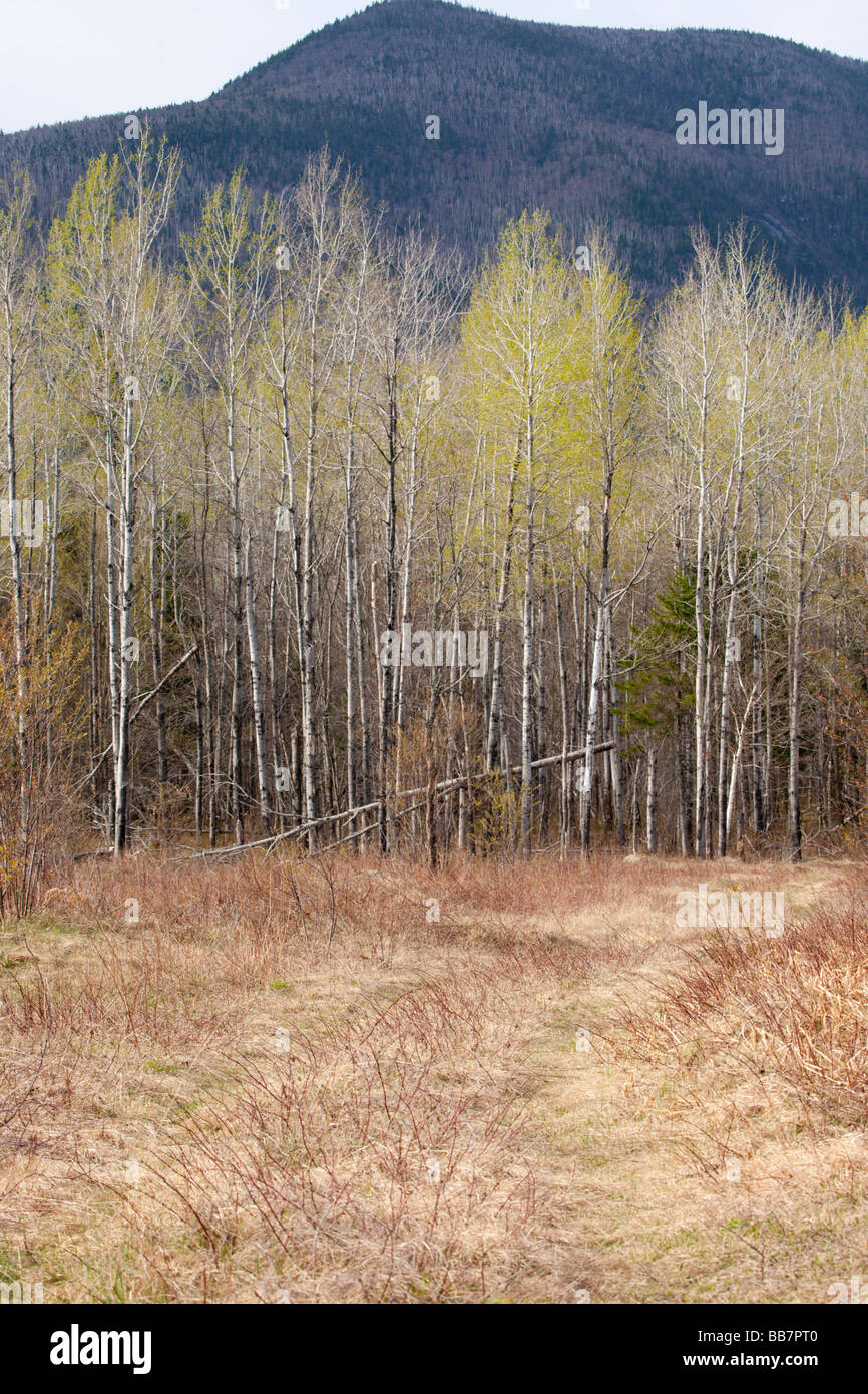Forest in the White Mountains New Hampshire USA during the spring