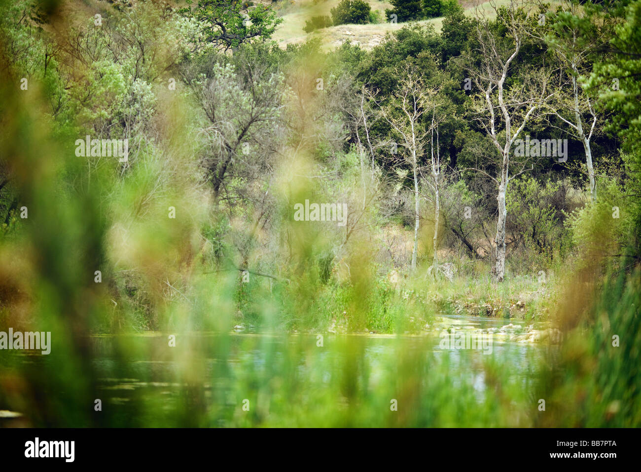 Trees Along River Malibu Creek State Park Calabasas Los Angeles LA Stock Photo