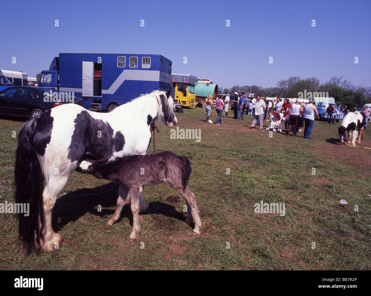 Horse fair stow on the wold hires stock photography and images Alamy