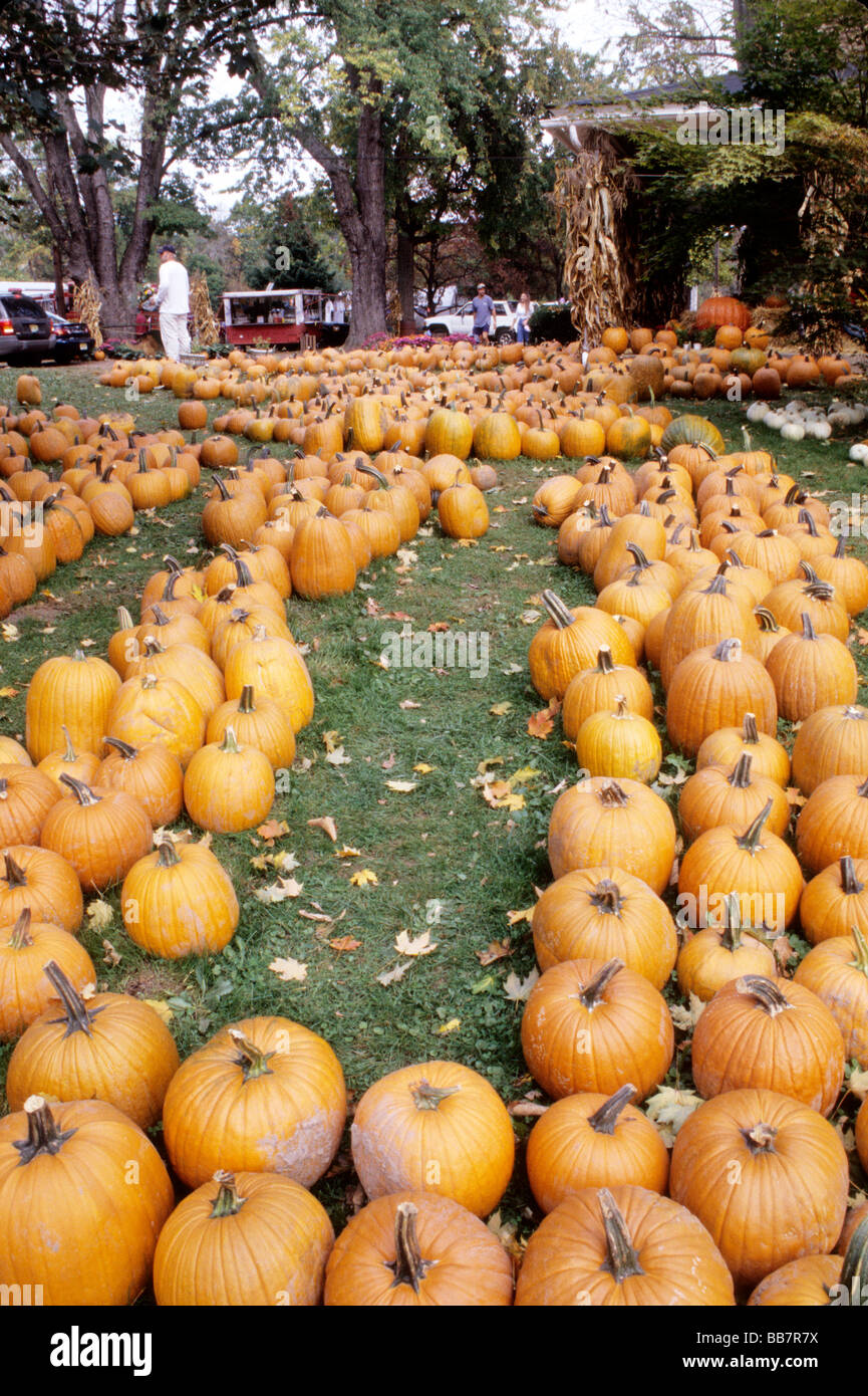 Rows of pumpkins laid out on gently sloping grass Stock Photo