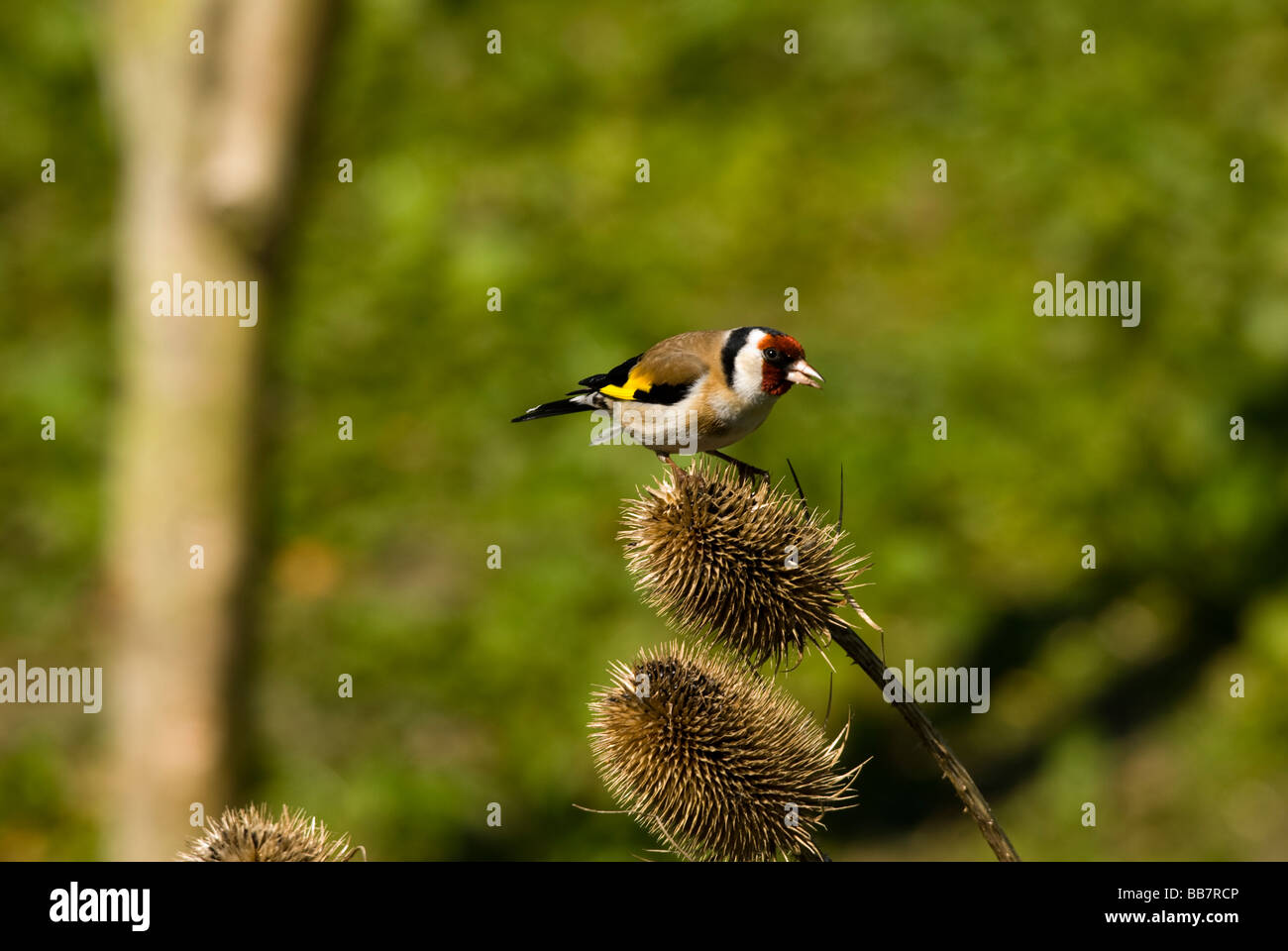 Goldfinch (Carduelis carduelis) Stock Photo