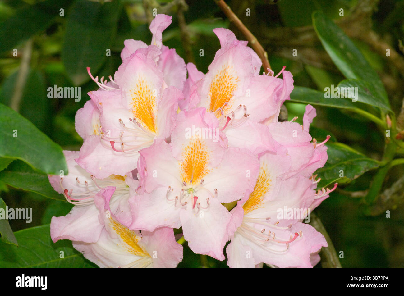 Pale Pink and Yellow Rhododendron Flowers Stock Photo