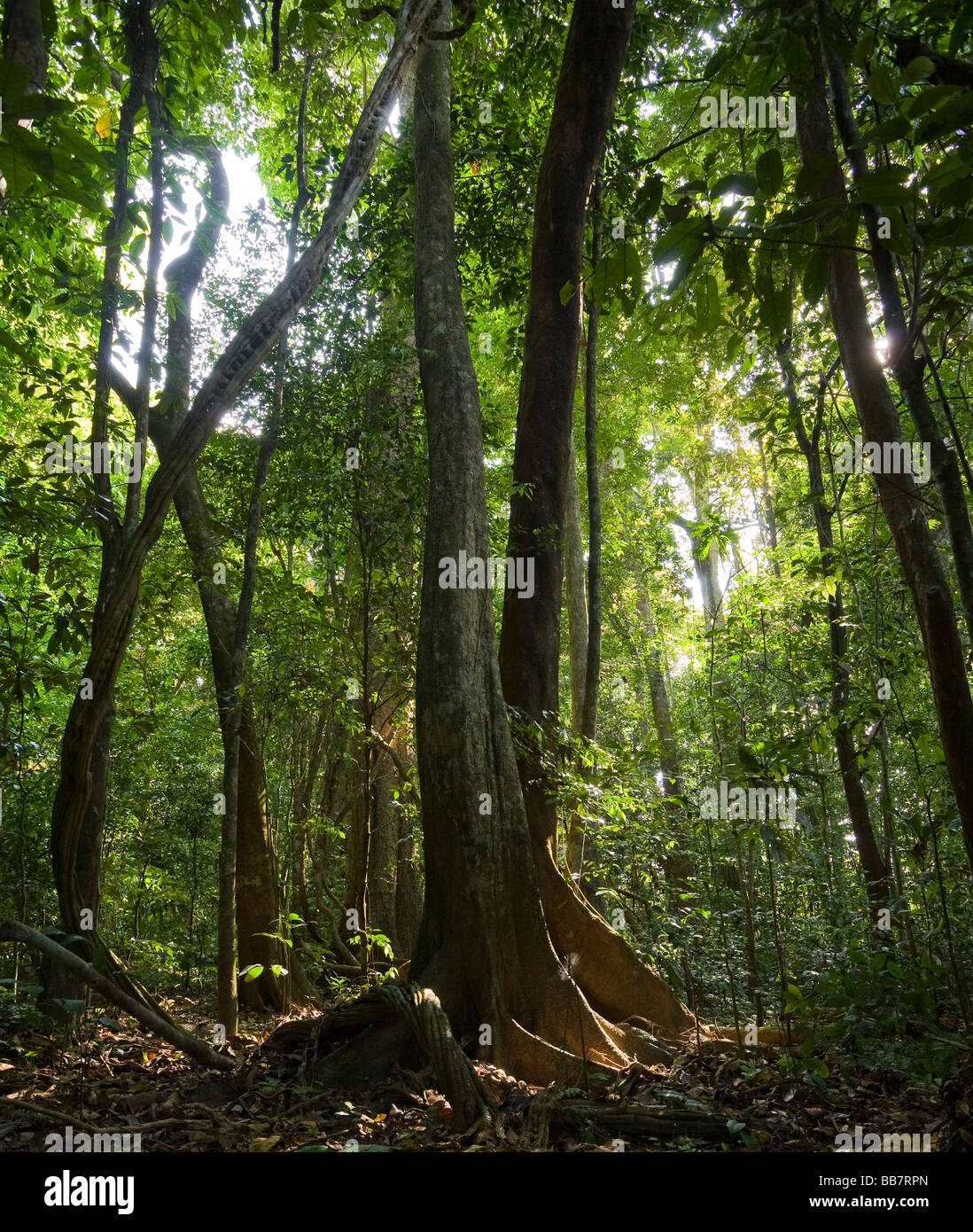 Guyana jungle hires stock photography and images Alamy