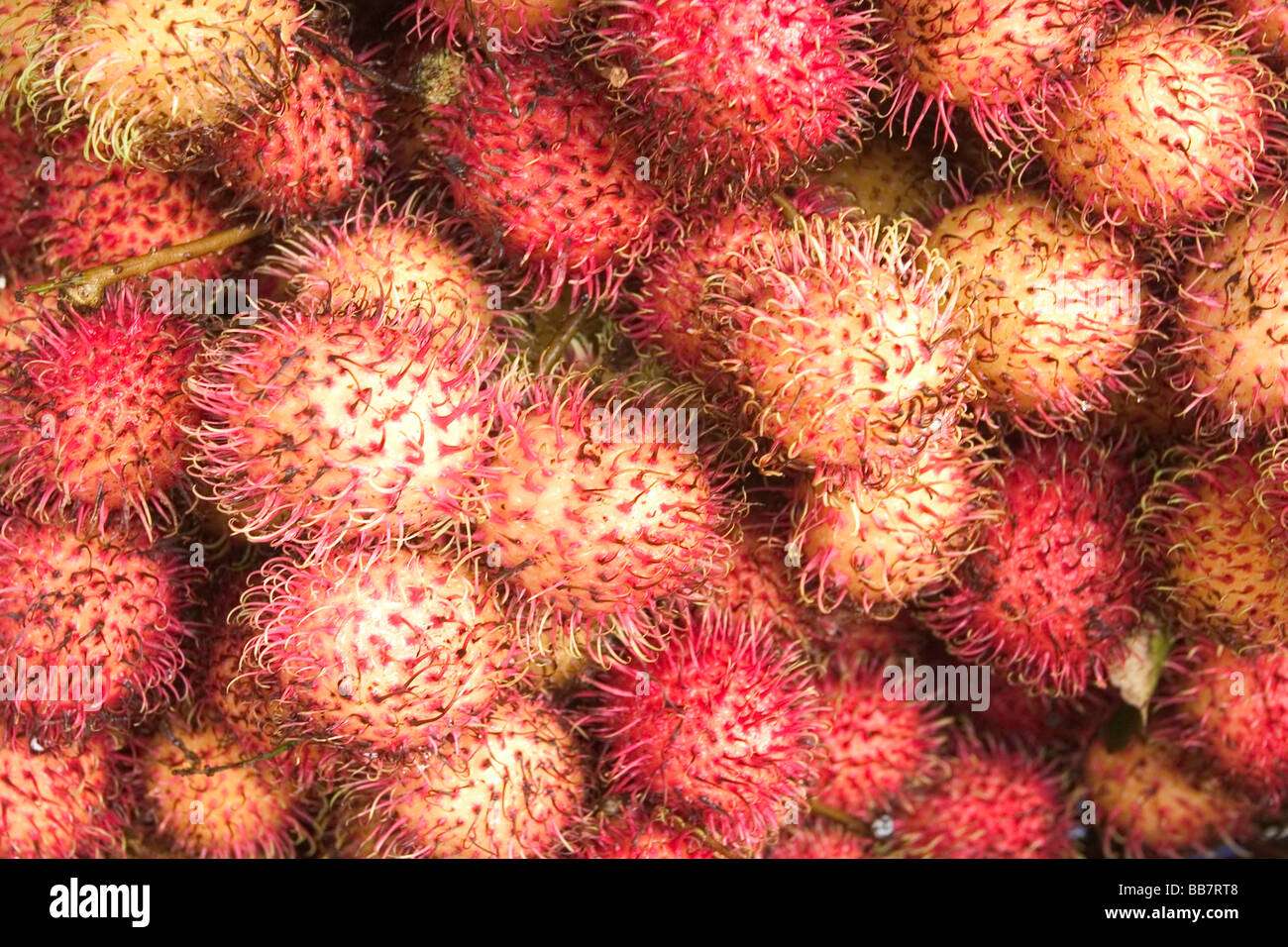 Rambutan (Nephelium lappaceum) are sold at a fruit market in Phnom Penh Kingdom of Cambodia. Stock Photo