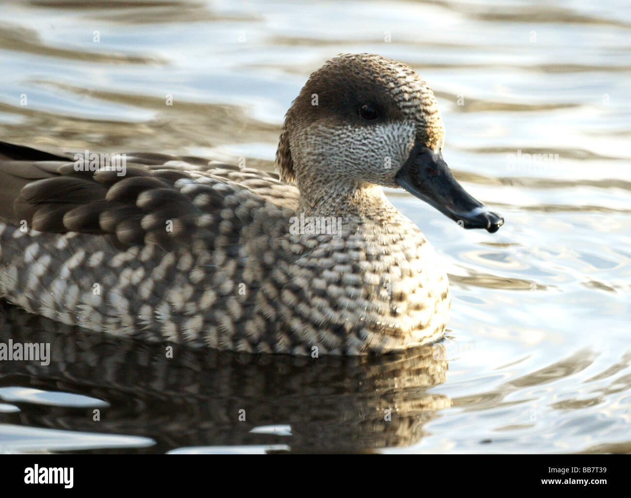 Wildfowl;Ducks;Marbled Teal; 'Marmaronetta angustirostris';Male on water. Stock Photo