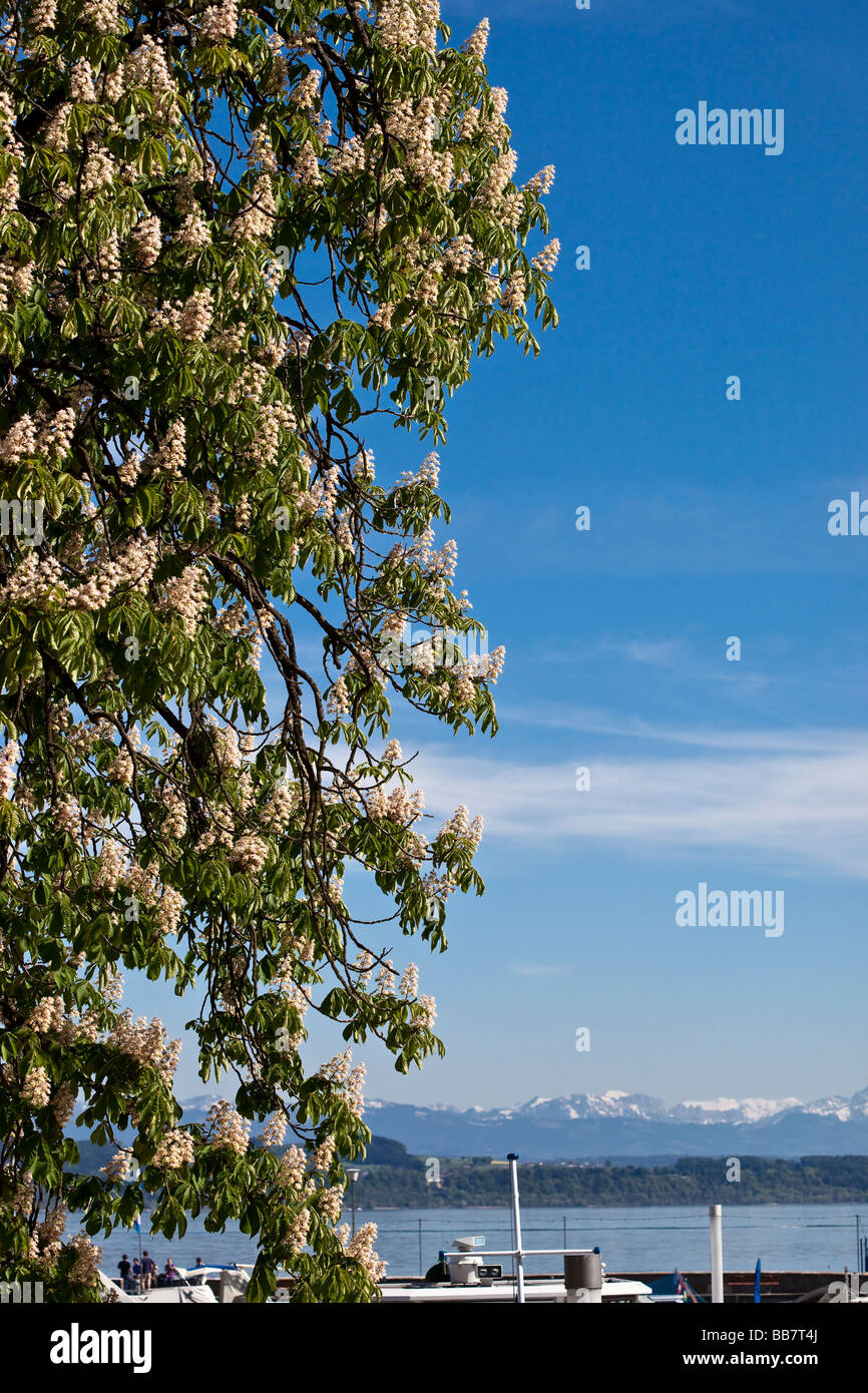 aeculus hippocastanum Sapindaceae or false chestnut in bloom with Swiss Alps in the background Stock Photo