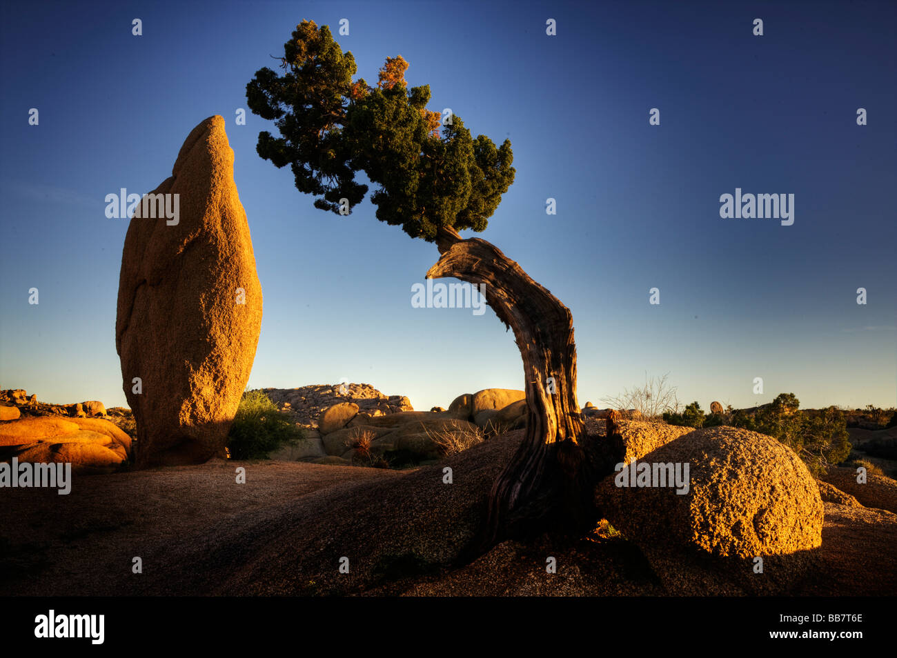 Juniper tree and conical rock at Jumbo Rocks in Joshue Tree National Park California USA Stock Photo