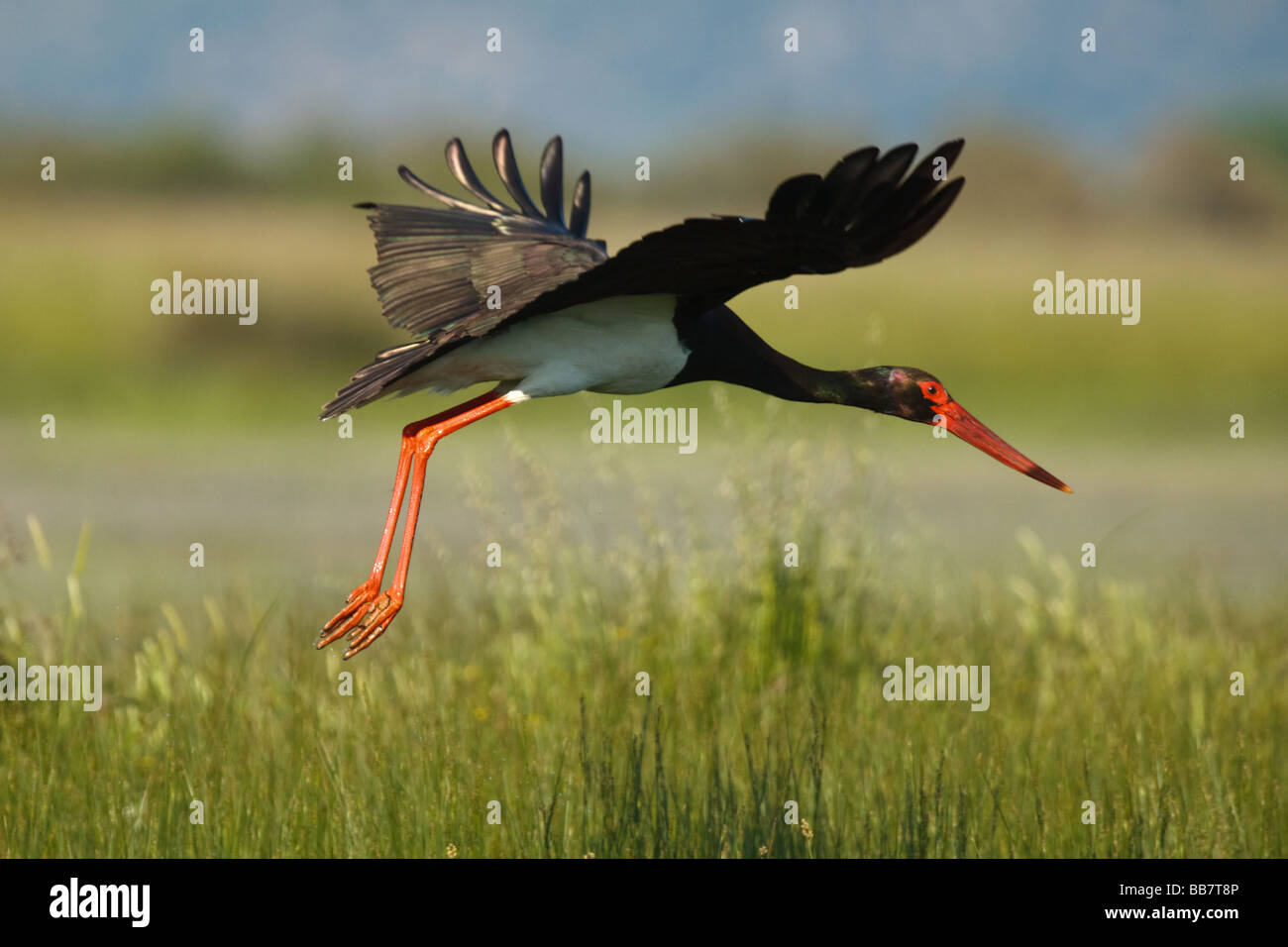 Black Stork (Ciconia nigra) taking flight, Lesvos, Greece Stock Photo