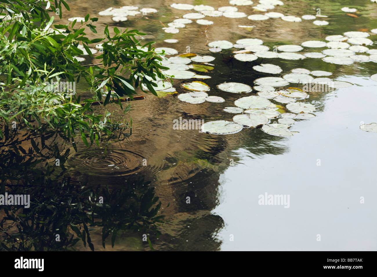 Lilly Pads in River Malibu Creek State Park Calabasas Los Angeles LA Stock Photo