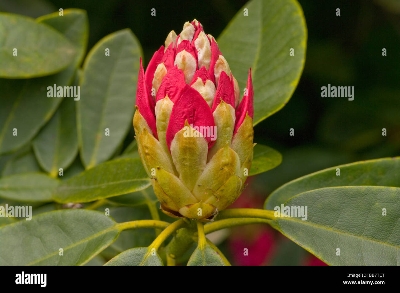 Red Rhododendron Bud Stock Photo Alamy
