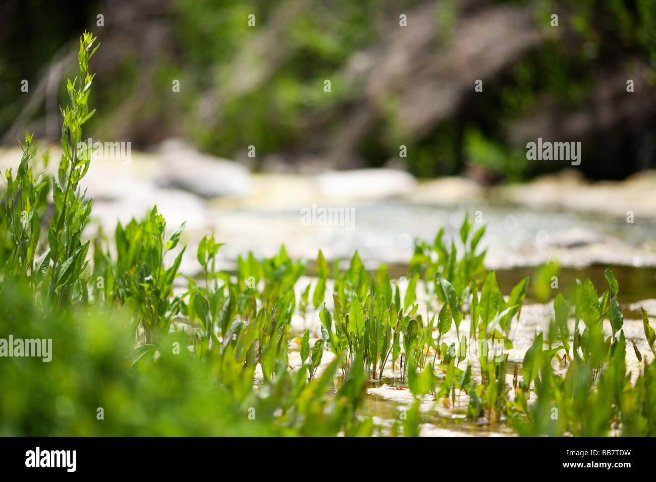 River Plants Malibu Creek State Park Calabasas Los Angeles LA Stock Photo