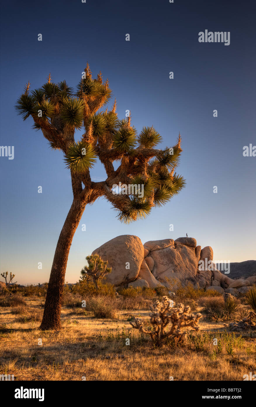 Climber enjoying the early morning light on Jumbo Rocks in Joshua Tree National Park in California USA Stock Photo