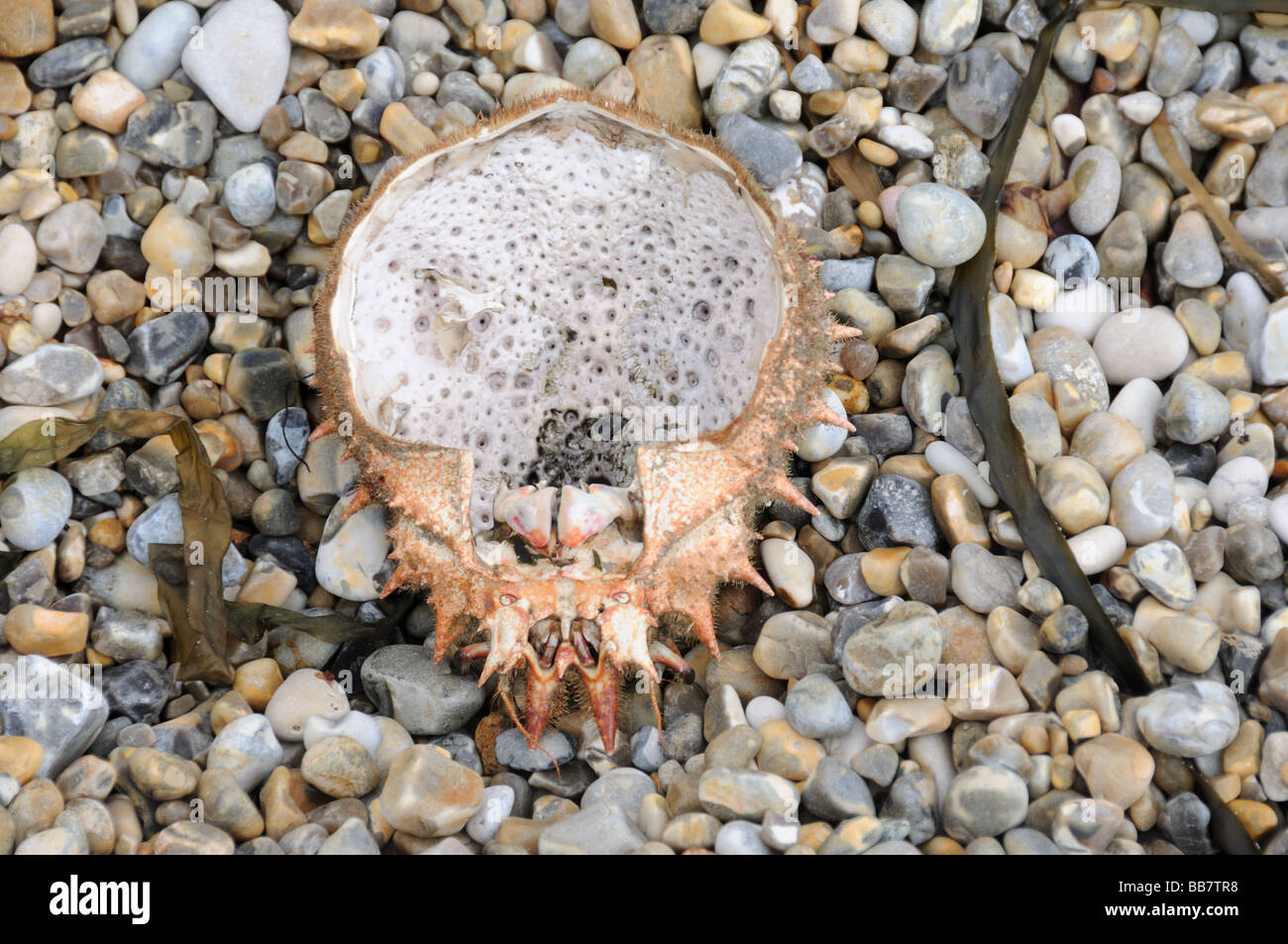 Empty Spiny Spider Crab shell Stock Photo Alamy