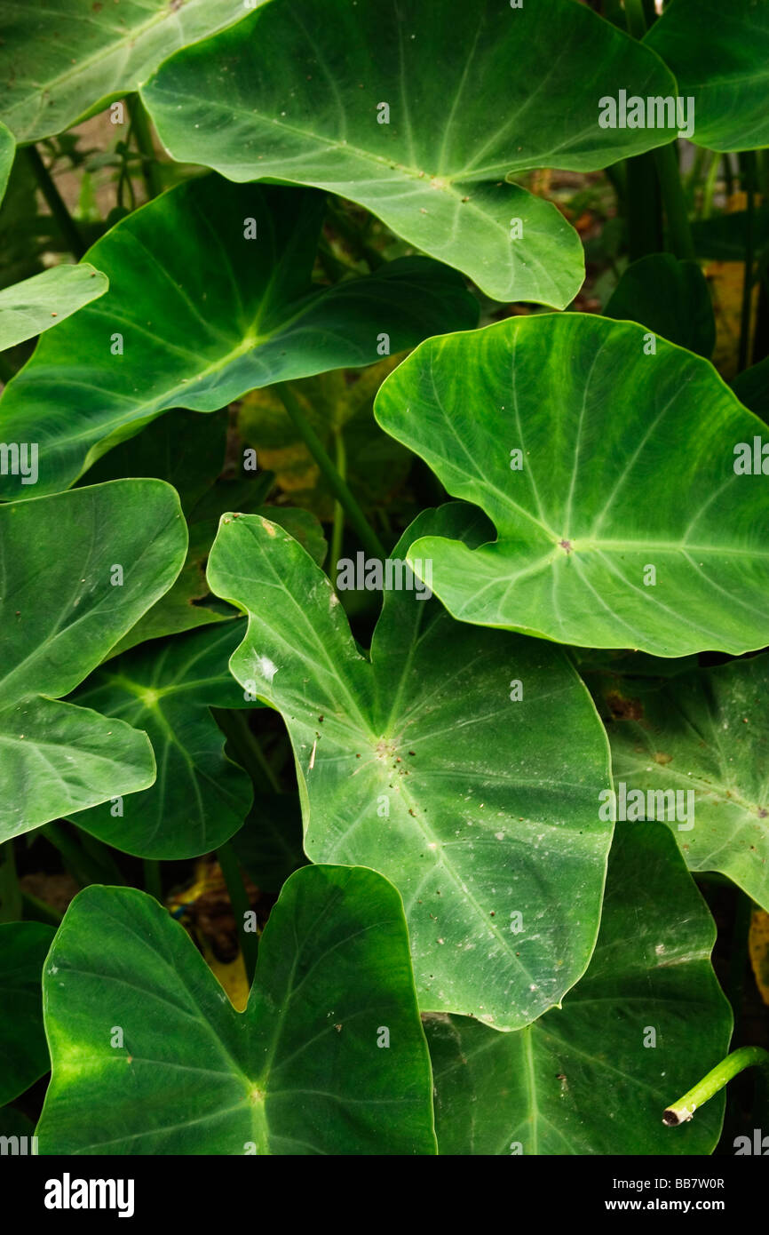 Taro plants grow in the Hoa Lu area of Ninh Binh 60 km south of Hanoi