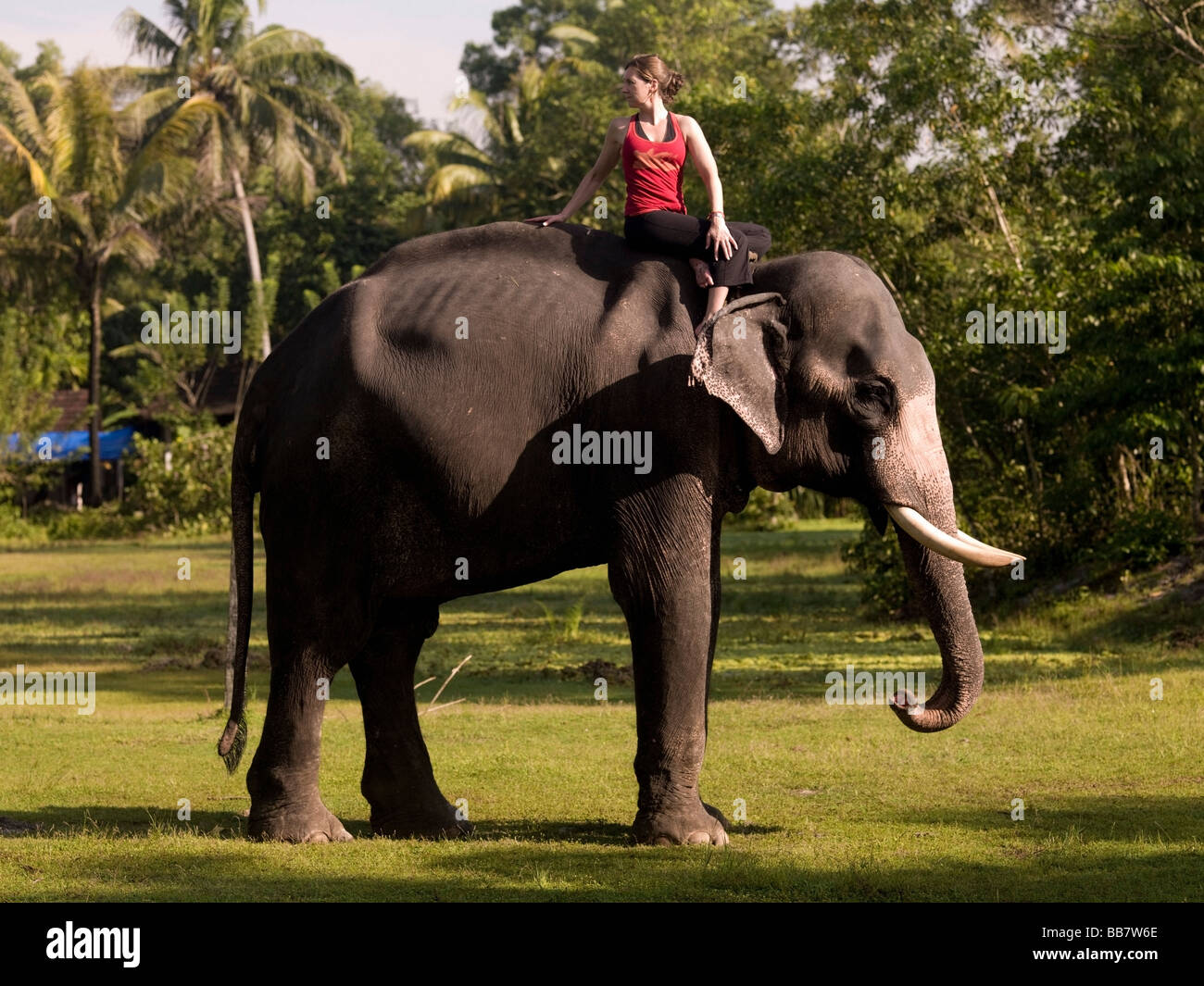 Young woman practicing yoga on elephant's back; Kerala, India Stock Photo