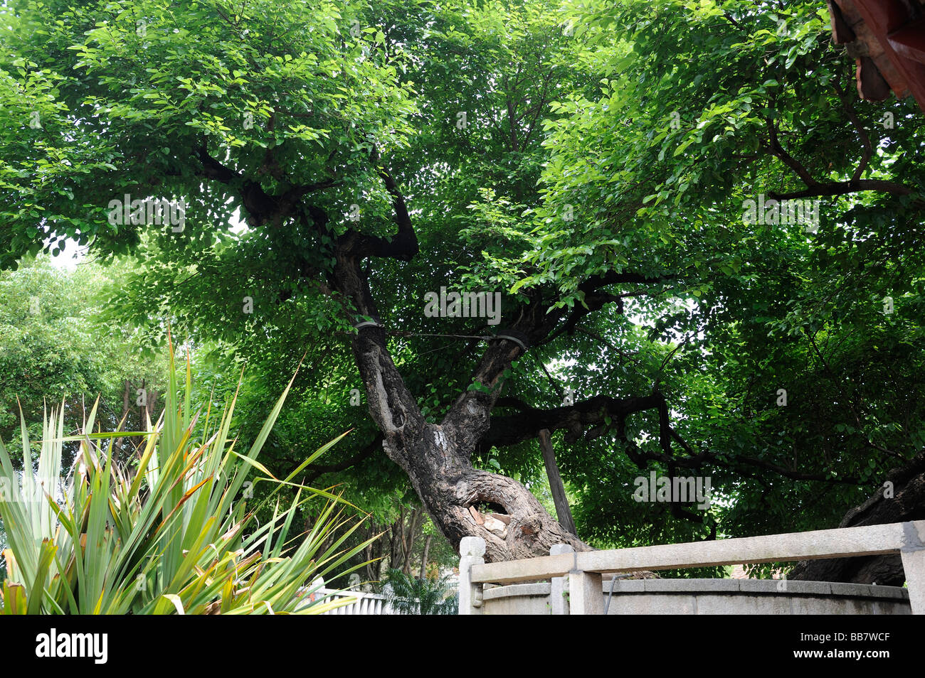 A mulberry tree more than 1300 years old still shades the Kaiyuan Temple in Quanzhou. 2009 Stock Photo