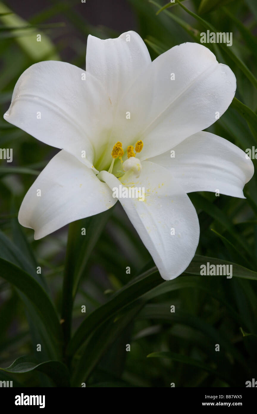 Single Flower of White Lilliam or November Lillies (Lilium longiflorum) is a plant native to Japan Stock Photo