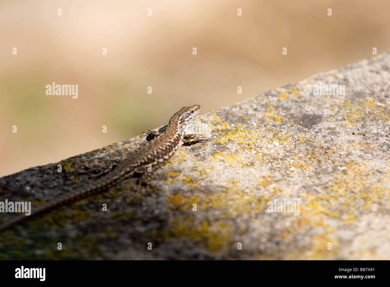 lizard hiding in the shadow Stock Photo