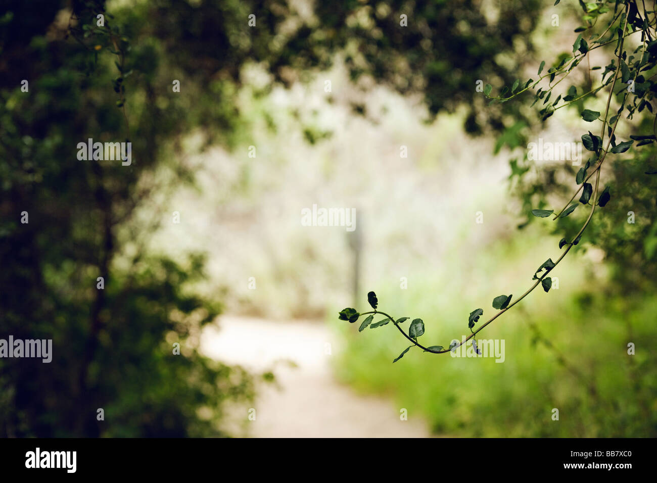 Vegetation Malibu Creek State Park Calabasas Los Angeles LA Stock Photo