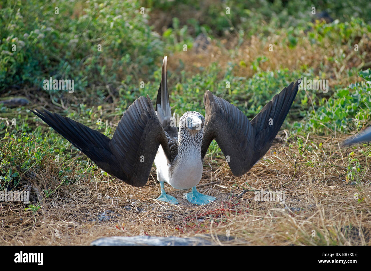 Blue-footed Booby bird,male,bredding and courtship ritual,Espanola Island, Galapagos, Pacific Stock Photo