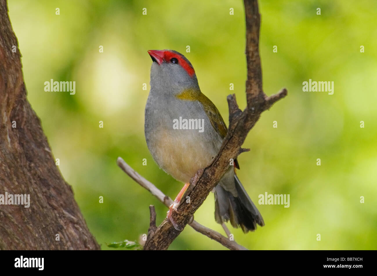 Red-browed Finch 'Neochmia temporalis' Stock Photo