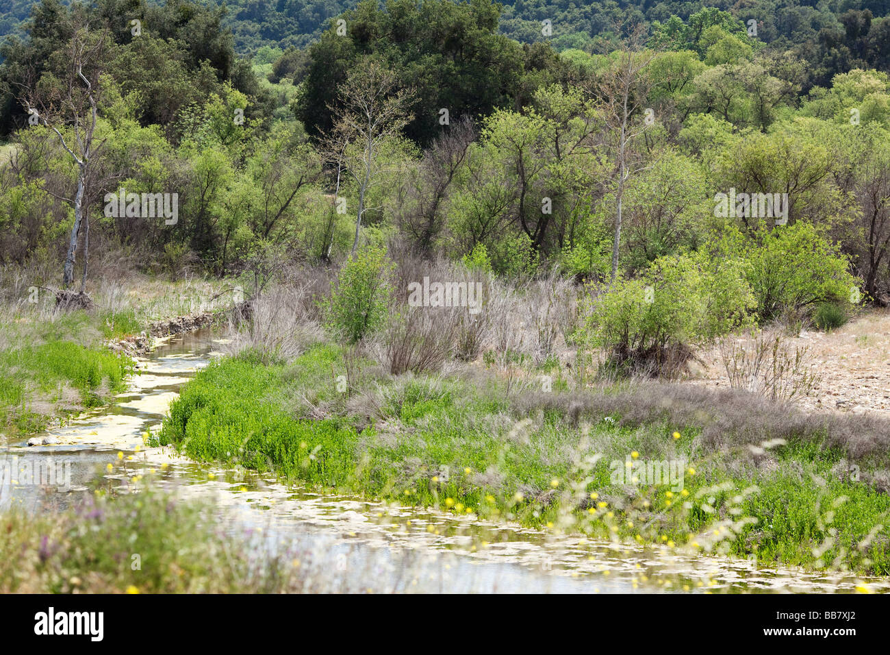 River in Malibu Creek State Park Calabasas Los Angeles LA Stock Photo