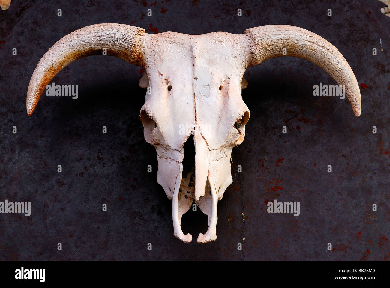 a typical skeleton bull Stock Photo